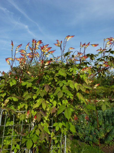 Ipomoea lobata 'Jungle Queen'